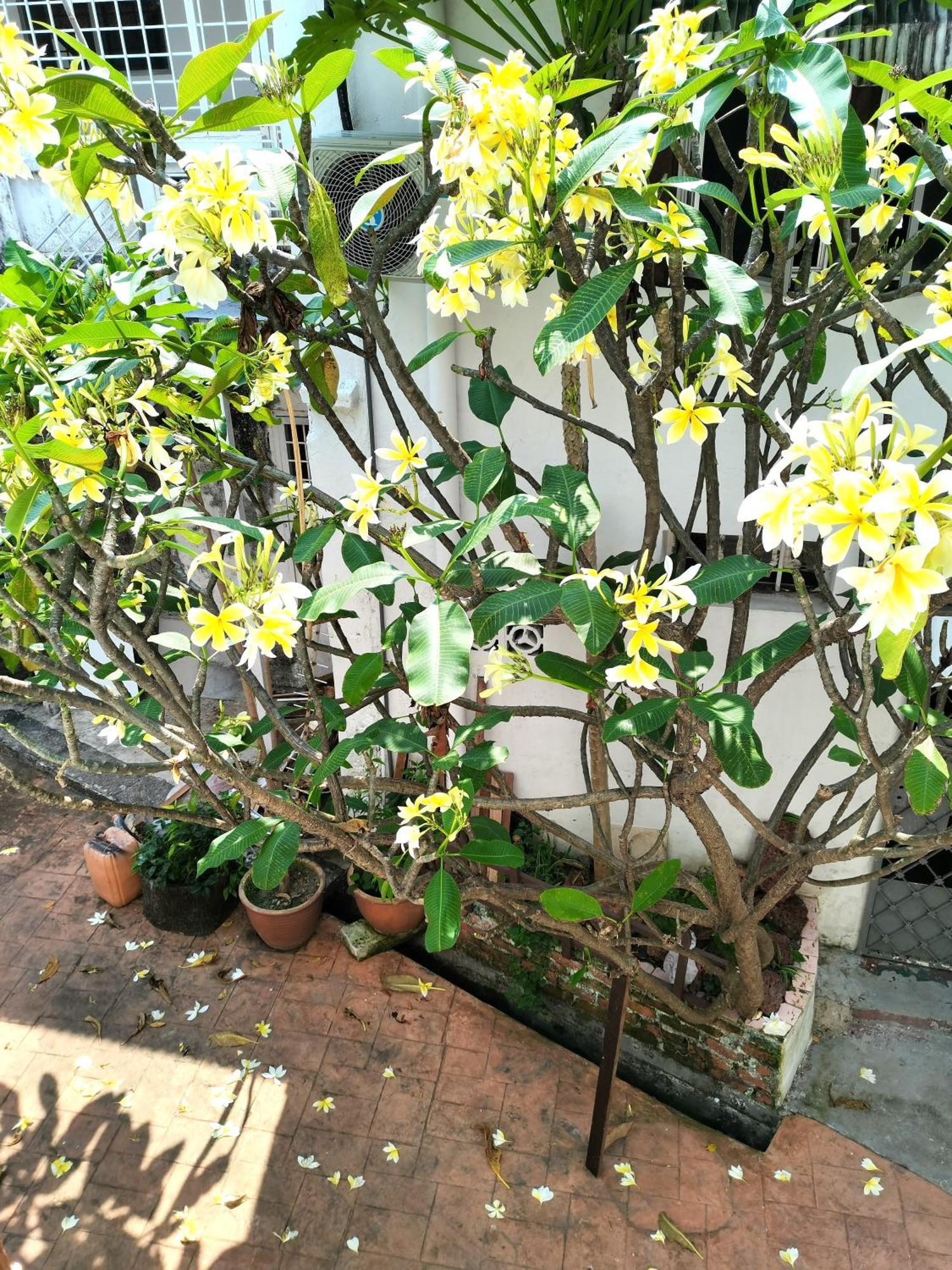 Malacca Mori Jonker Homestay מראה חיצוני תמונה